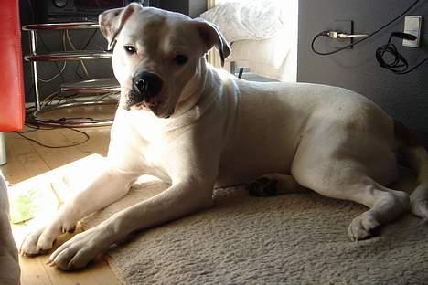 Amerikansk bulldog Coco billede 20