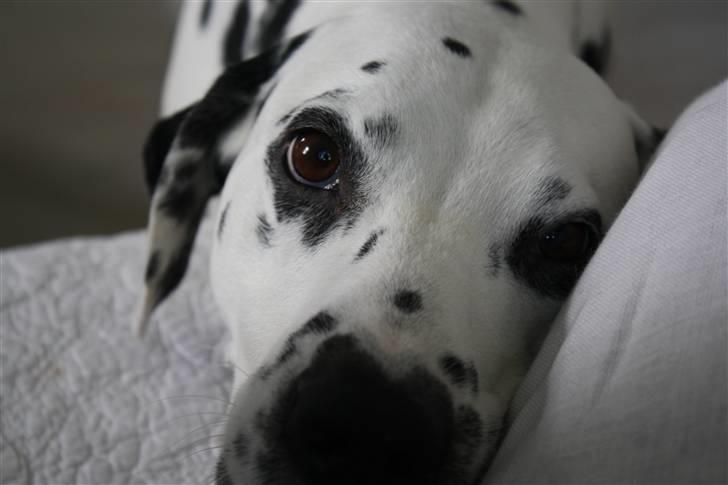 Dalmatiner Oskar billede 1