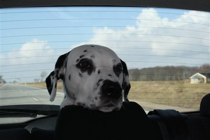 Dalmatiner Oskar billede 2