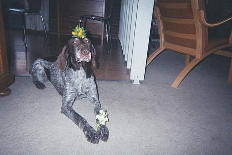 Korthåret hønsehund Betty  R.I.P<3 billede 11