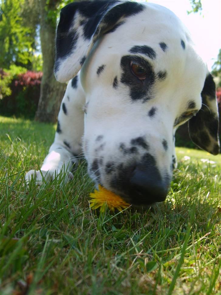 Dalmatiner Oskar - Mælebøtter duuufter! billede 3