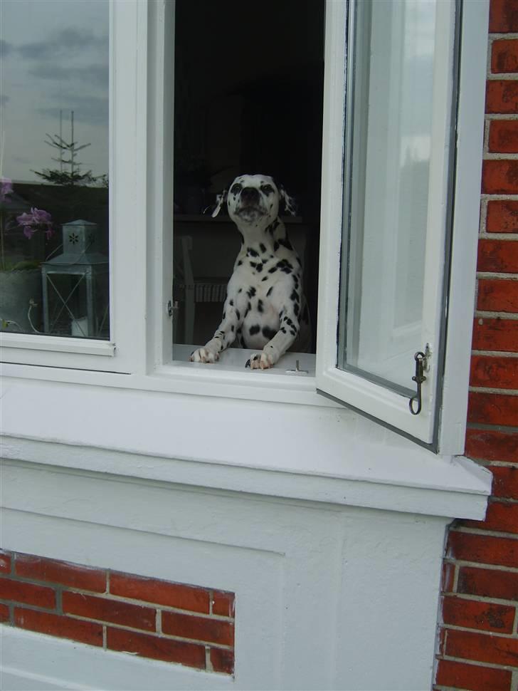 Dalmatiner Oskar billede 4