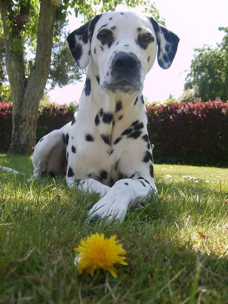 Dalmatiner Oskar billede 5
