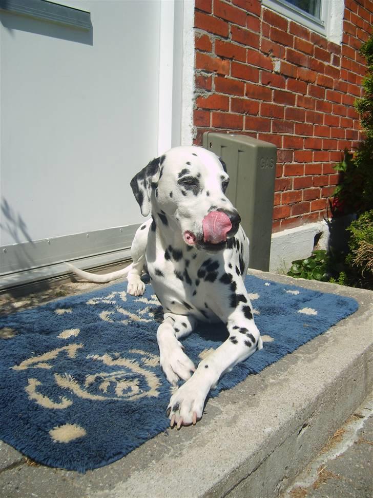 Dalmatiner Oskar billede 6