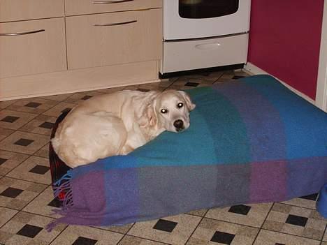 Golden retriever lady billede 11