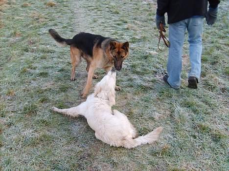 Golden retriever lady billede 12