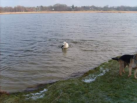 Golden retriever lady billede 13