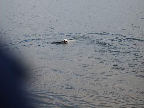 Golden retriever lady billede 15