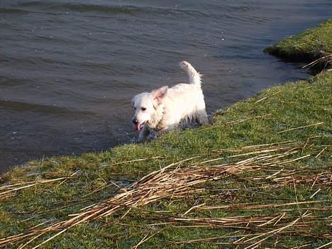 Golden retriever lady billede 16