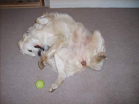 Golden retriever lady billede 17