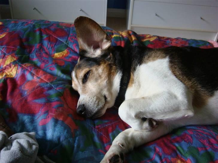Blanding af racer Basse :] the lover dog.  - Han er så dejlig <3 billede 13