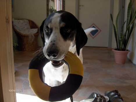 Blanding af racer Laban R.I.P. - Lege syge hund billede 1