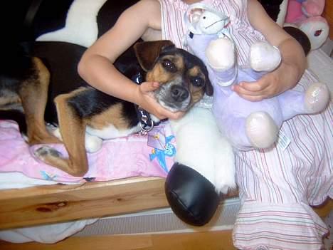 Blanding af racer fido - her putter fido i sin lærkes arm billede 1