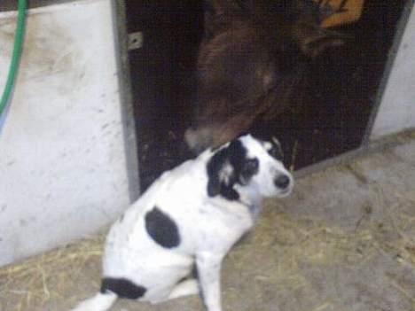 Blanding af racer Laban R.I.P. - det er godt at blive nusset af Tikki..:-) billede 2