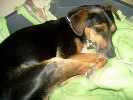 Blanding af racer fido - der er nu dejligt her....  billede 2