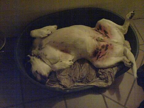 Blanding af racer Laban R.I.P. - ZZ zz ZZ zz billede 3