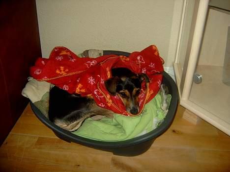 Blanding af racer fido - her ligger den med lærkes varme tæppe billede 3