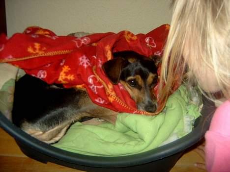 Blanding af racer fido - her skal lærke lige se om fido har det godt. billede 4