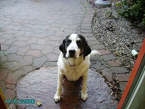 Blanding af racer Laban R.I.P. - "må jeg ikke nok komme ind"??  billede 4