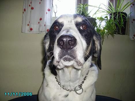 Blanding af racer Laban R.I.P. - hej billede 5