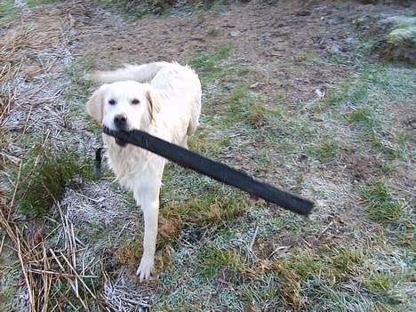 Golden retriever lady billede 18