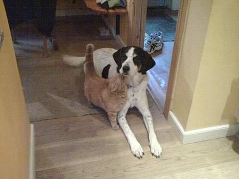 Blanding af racer Laban R.I.P. - Garfield og Laban er rigtig gode venner.. billede 6