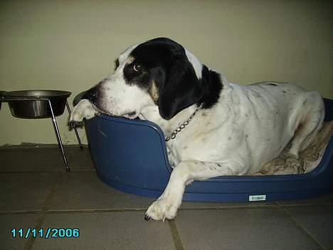 Blanding af racer Laban R.I.P. - :) billede 7