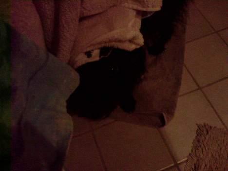 Blanding af racer bobby billede 6