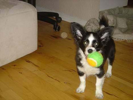 Papillon Kiddo billede 6