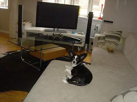 Papillon Kiddo billede 7