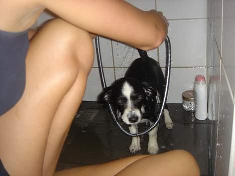 Papillon Kiddo billede 8