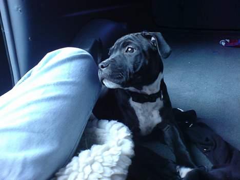 Staffordshire bull terrier roxystaff hi-man "Cody" billede 1