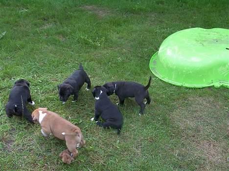 Staffordshire bull terrier roxystaff hi-man "Cody" billede 2