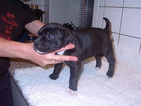 Staffordshire bull terrier roxystaff hi-man "Cody" billede 3
