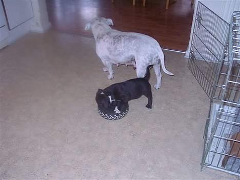 Staffordshire bull terrier roxystaff hi-man "Cody" billede 5