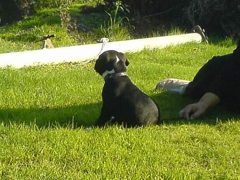 Staffordshire bull terrier roxystaff hi-man "Cody" billede 6