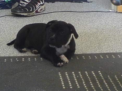 Staffordshire bull terrier roxystaff hi-man "Cody" billede 7