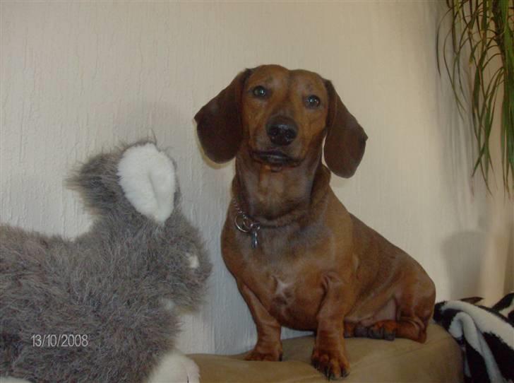 Gravhund kurt - sidste nye billede af kongen af Agerskov billede 1