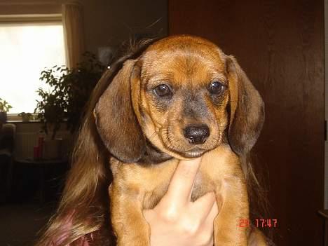 Gravhund kurt - kurt billede 2