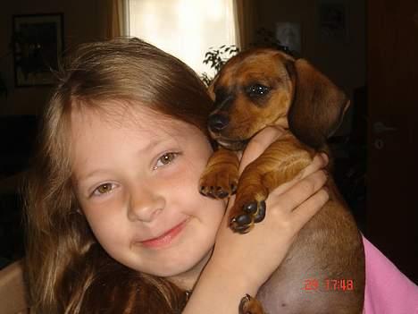 Gravhund kurt - kurt og tulle billede 3