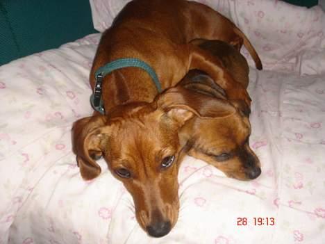 Gravhund kurt - mia og kurt billede 4