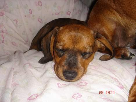 Gravhund kurt billede 5