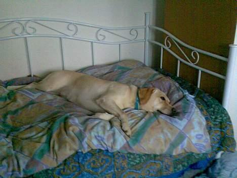 Labrador retriever Tinka - endnu engang var der en træt hund  billede 7