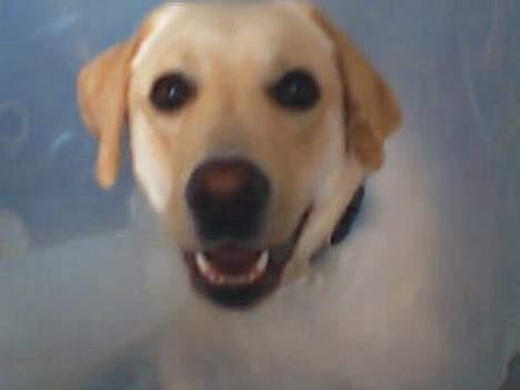 Labrador retriever Tinka - Tinka med skærm om hovedet.. Hun havde skåret sig i poten ):  billede 8