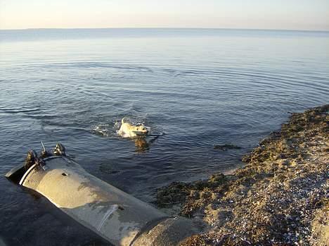 Labrador retriever Tinka - en meget aktiv Tinka leger ved stranden billede 9