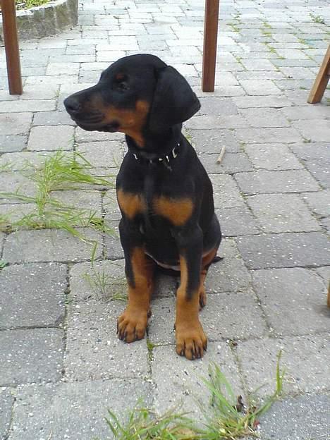 Dobermann Black BallerinaBelladonna - Aaaahhh, dejlig landluft!! billede 18