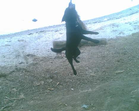 Blanding af racer Bobby   Rott/lab.  billede 11