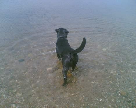 Blanding af racer Bobby   Rott/lab.  billede 12