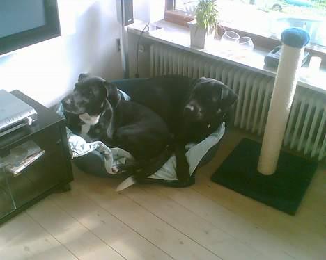 Blanding af racer Bobby   Rott/lab.  billede 13