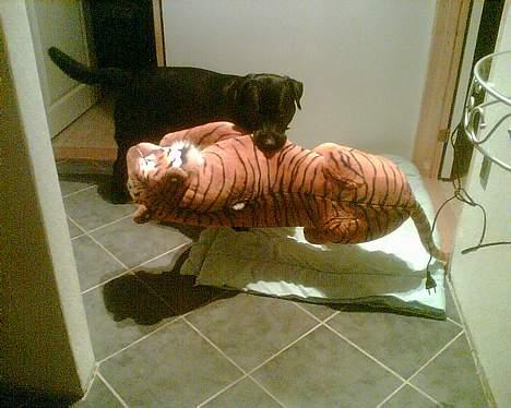 Blanding af racer Bobby   Rott/lab.  billede 14